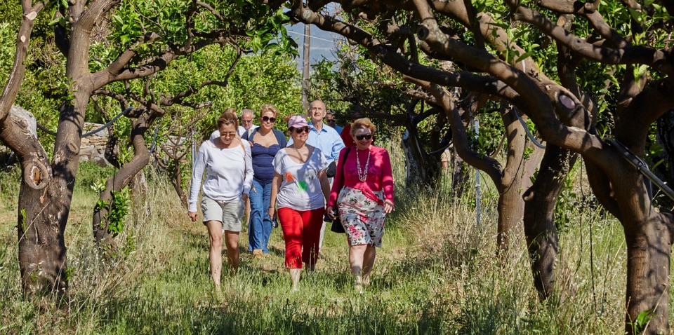Group taking a tour in the orange grove
