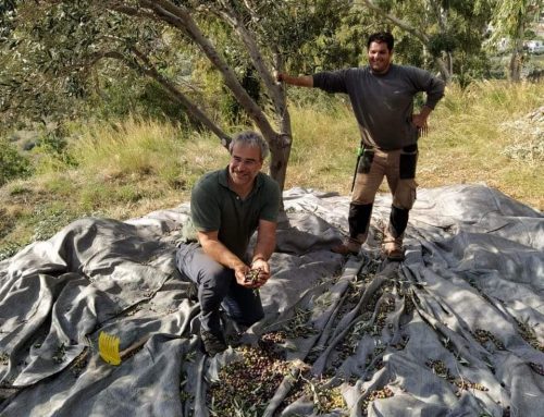 Montofoli November olive picking